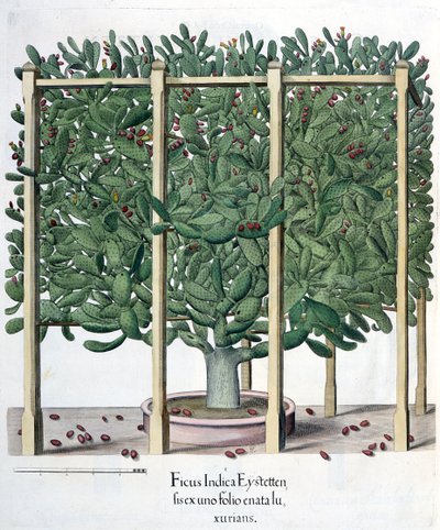 Ficus indica eystettensis, do Hortus Eystettensis por Basil Besler (1561-1629), pub. 1613 de German School