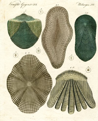 Balanças de peixe de German School