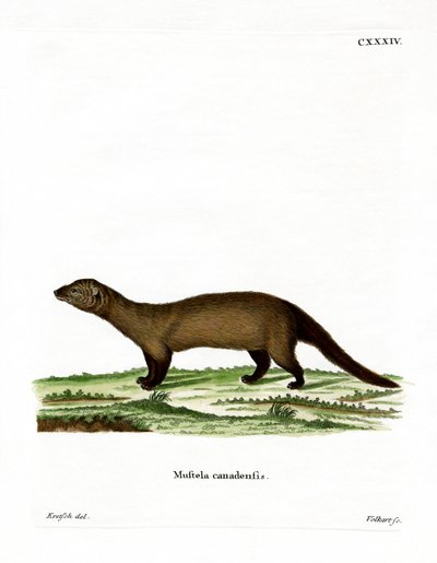 Fisher (gravação a cores) de German School