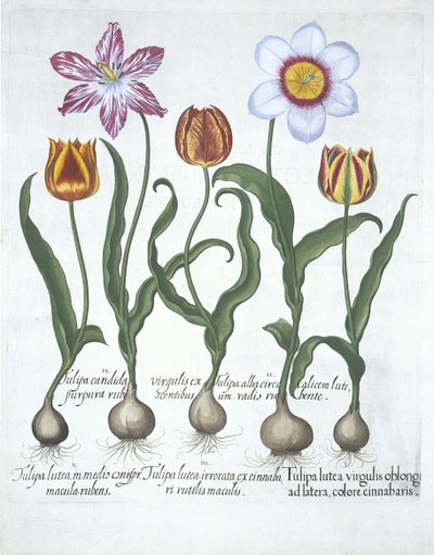 Cinco tulipas, de Hortus Eystettensis, por Basil Besler (1561-1629) pub. 1613 (gravura colorida à mão) de German School