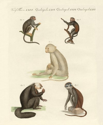 Cinco tipos de macacos (gravura colorida) de German School