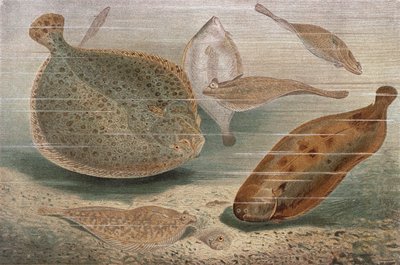 Peixe chato, prato da Vida Animal de Brehm: Cliente Geral do Reino Animal, vol.8, p.224, publicado pelo Instituto Bibliográfico, 1892 de German School
