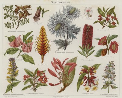Flores (cor litho) de German School