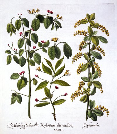 Fly Honeysuckle e Hawthorn, de Hortus Eystettensis, por Basil Besler (1561-1629), pub. 1613 (gravura colorida à mão) de German School