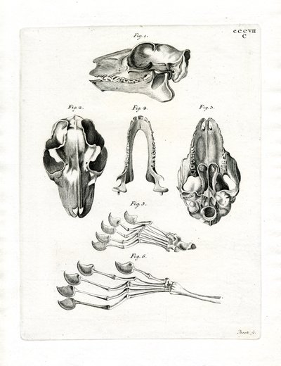 Flying Lemur Skull (gravura colorida) de German School