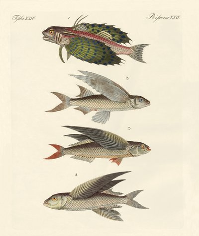 Peixe voador de German School