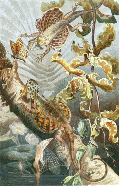 Lagarto voador, prato de "Brehms Tierleben": Allgemeine Kunde des Tierreichs", vol.7, p.51, publicado pelo Bibliographisches Institut de German School