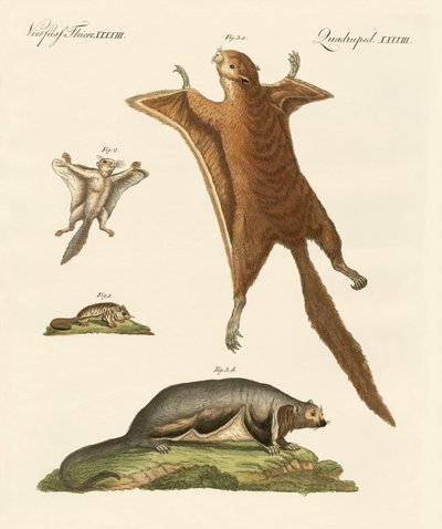 Esquilos voadores de German School