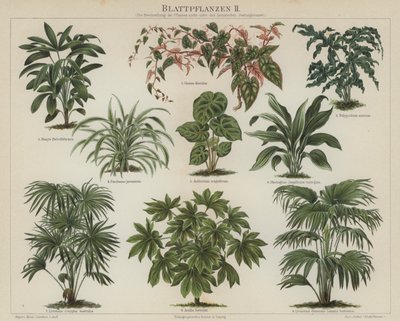 Plantas de folhagem (cor litho) de German School