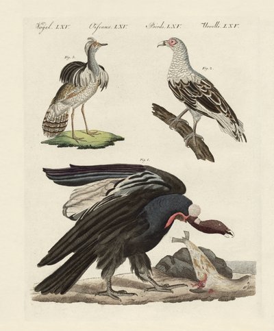 Aves estrangeiras (gravura colorida) de German School