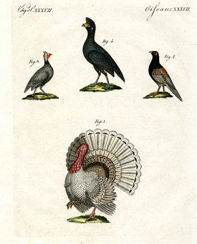Aves domésticas estrangeiras de German School
