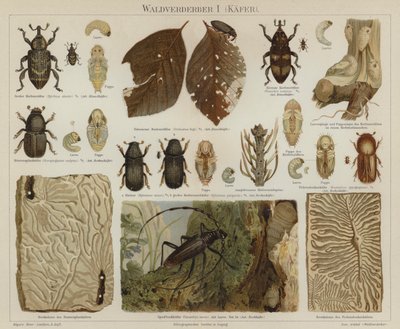 Pragas florestais: escaravelhos (cor litho) de German School