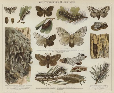 Pragas florestais: mariposas (cor litho) de German School