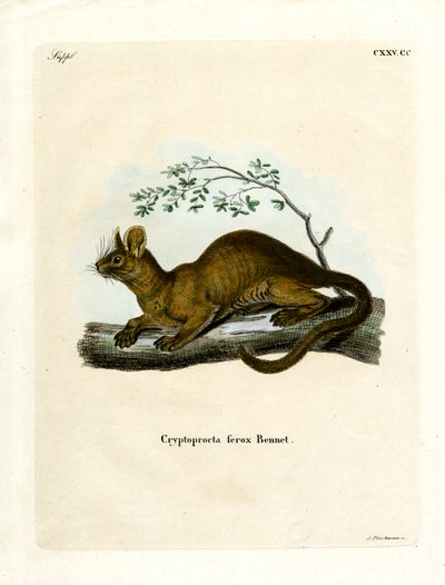 Fossa (gravura colorida) de German School