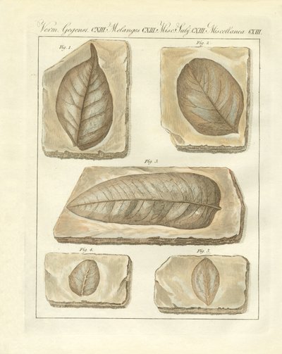 Folhas fósseis dos tempos primitivos (gravura colorida) de German School