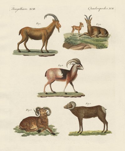 Animais de quatro pés (gravura colorida) de German School