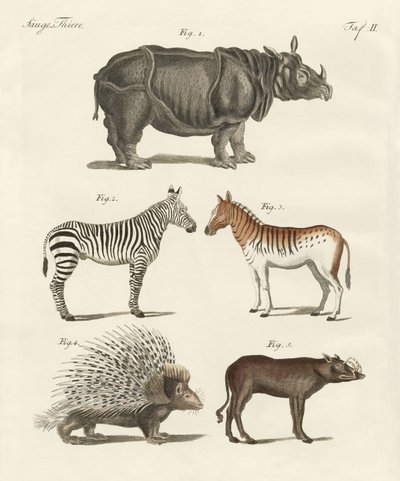 Animais de quatro pés (gravura colorida) de German School