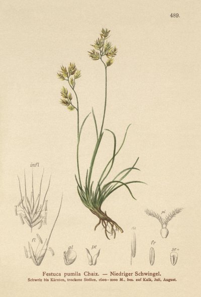 Quatro folhas festuca (Festuca pumila, Festuca quadriflora) de German School