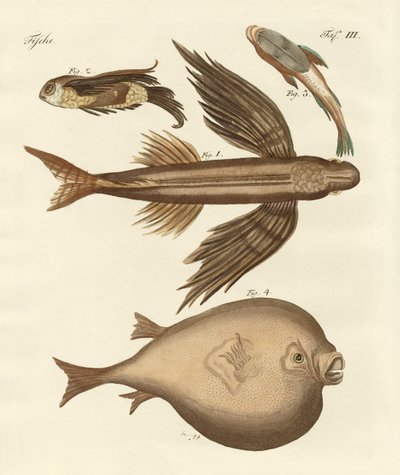 Quatro peixes maravilhosos de German School