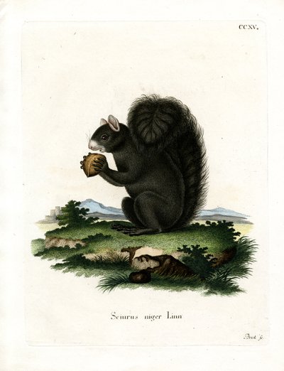 Fox Squirrel (gravação a cores) de German School