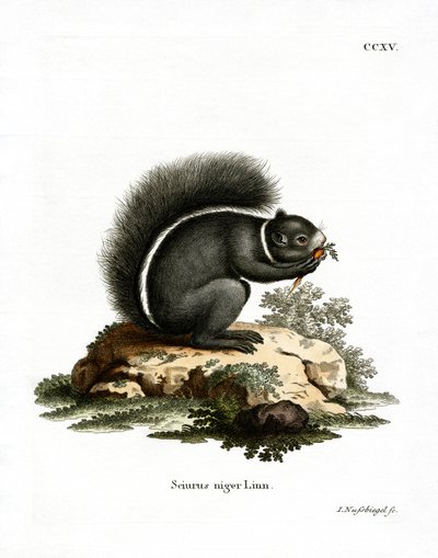 Fox Squirrel (gravação a cores) de German School