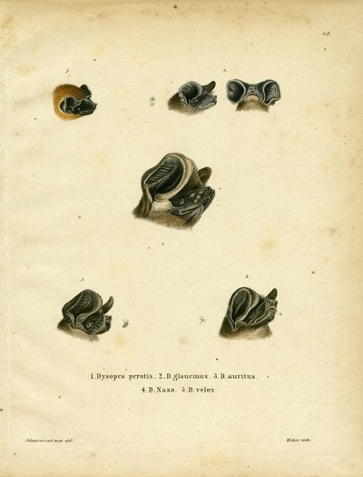 Morcegos de cauda livre (gravura colorida) de German School