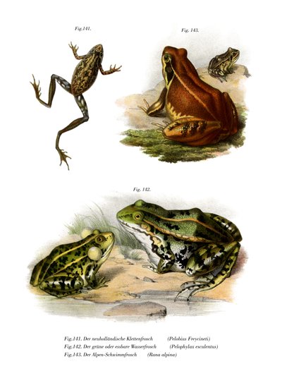 Freycinet "s Treefrog de German School