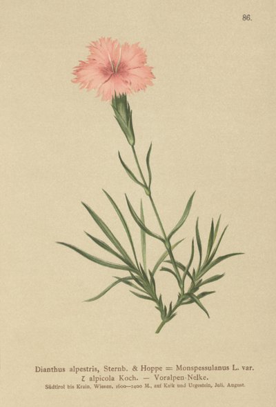 Rosa franjada (Dianthus Monspessulanus, Dianthus alpestris, Dianthus alpicola) de German School