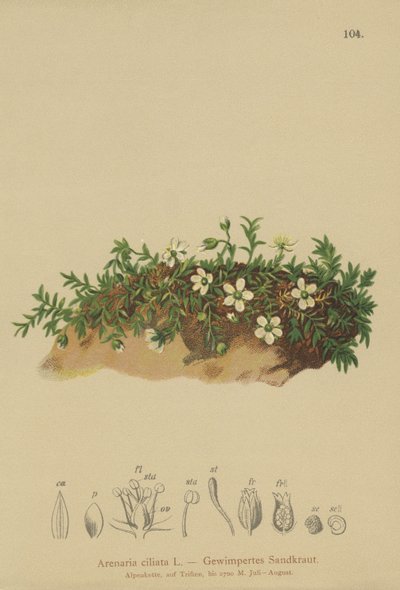Sandwort franjado (Arenaria ciliata) de German School