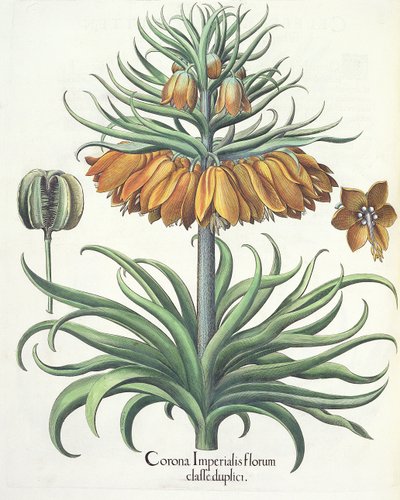 coroa Fritillary Marinha Imperial flores duplas da Eystettensis por Basil Besler (1561-1629), Pub. 1613 de German School