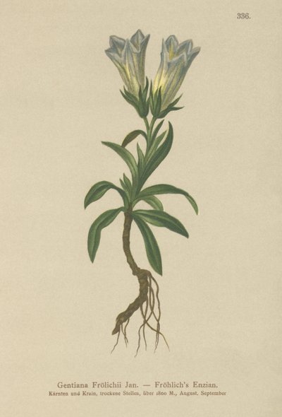 Froelichs genciana (Gentiana Froelichii) de German School