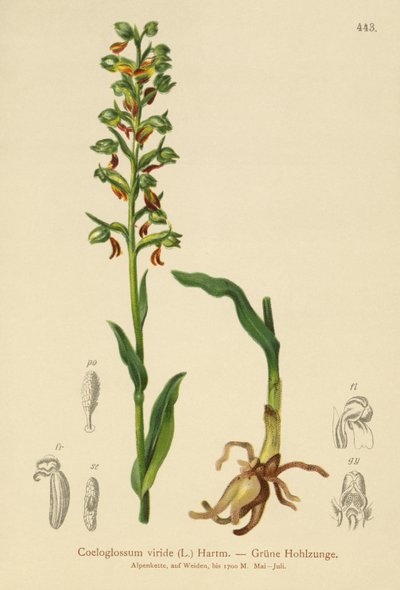 Orquídea-sapo (Coeloglossum viride) de German School