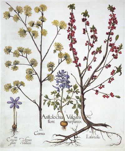 Fumewort, Daphne mezereum, Cornelian Cherry e Spring Crocus, de Hortus Eystettensis, de Basil Besler (1561-1629), pub. 1613 (gravura colorida à mão) de German School