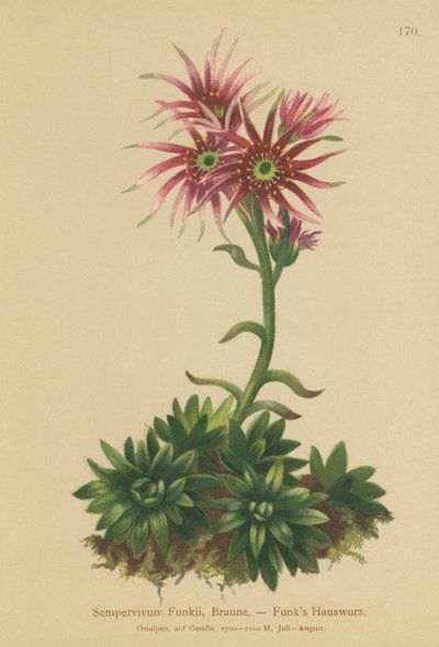 Funks Hen e Chicks (Sempervivum Funkii) de German School