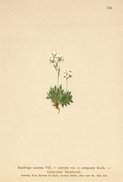 Saxifrage Cabeludo (Saxifraga assinado SAXIFRAGA exarata var. Compactcij SAXIFRAGA exarata ssp. Moschata) de German School