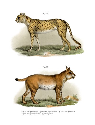 Gepard, 1860 de German School