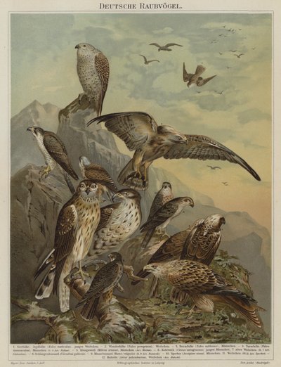 Aves de rapina alemãs (cor litho) de German School