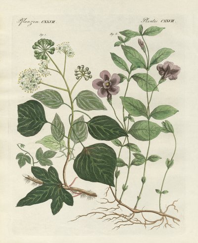 Planta alemã evergreen (gravura colorida) de German School