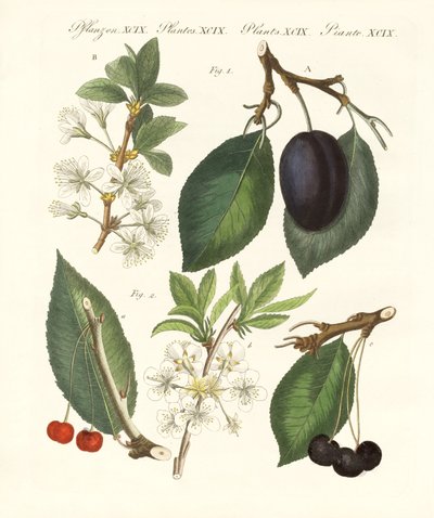 Tipo alemão de frutas de German School