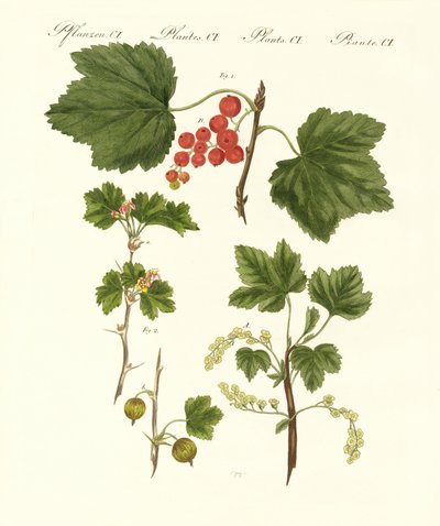 Tipo alemão de frutas de German School