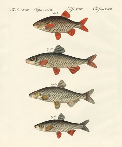 Peixe do rio alemão de German School