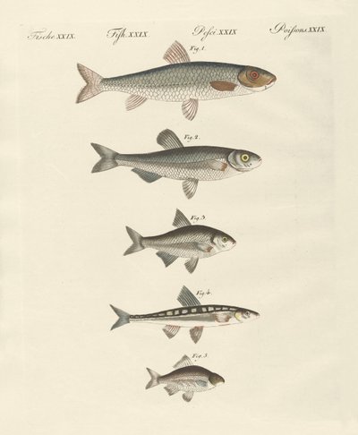 Peixe do rio alemão de German School