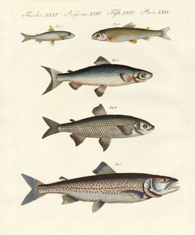 Peixe do rio alemão de German School