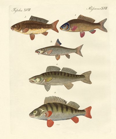 Peixe de mar alemão de German School