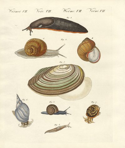 Caracóis alemães (gravura colorida) de German School