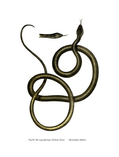 Cobra Ghamcheh (cor litho) de German School