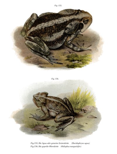 Sapo Gigante (cor litho) de German School
