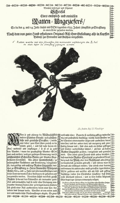 Ratos gigantes apanhados em Estrasburgo em 1683 (gravura) de German School