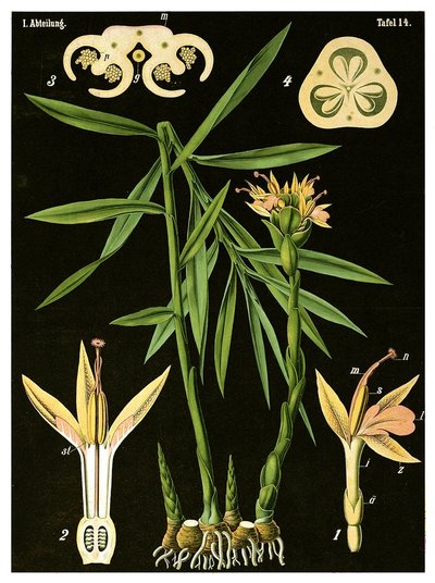 Gengibre (Zingiber officinale Roscoe) c.1890 (cromolitógrafo) de German School