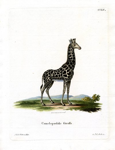 Girafa (gravura colorida) de German School